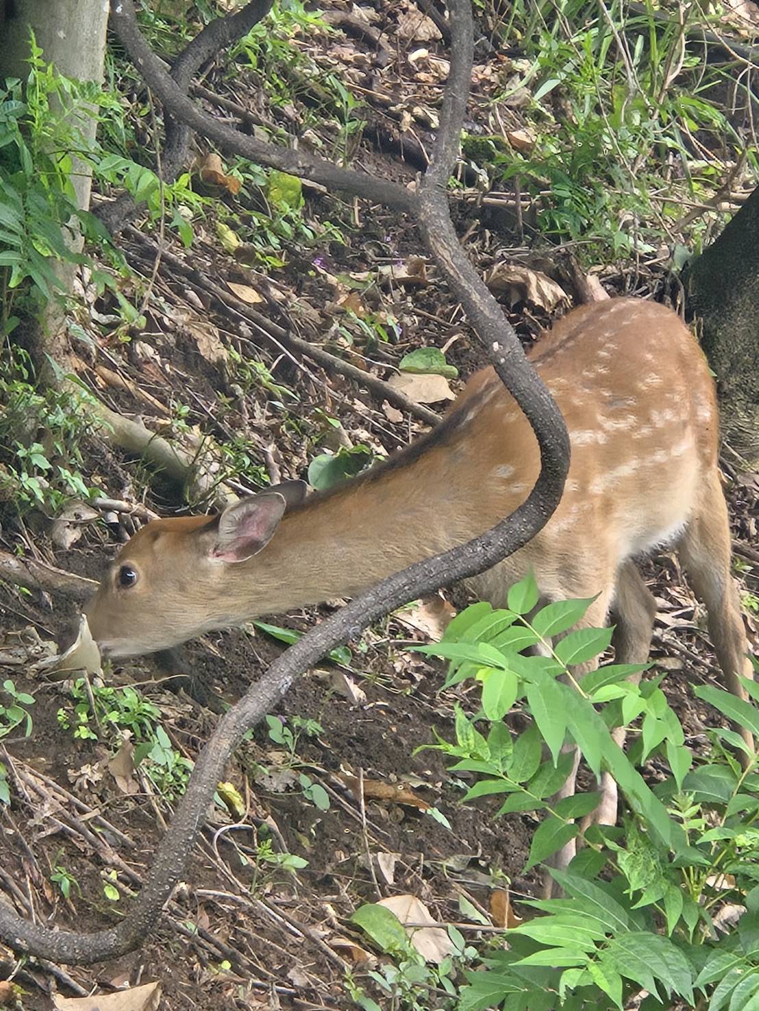 ゴルフ場の斜面で草を食べる子鹿